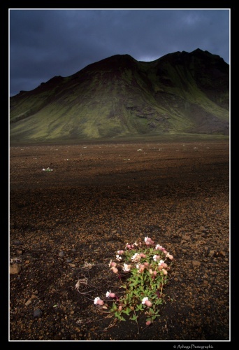 An Icelandic Dream 2006 - Photo 115